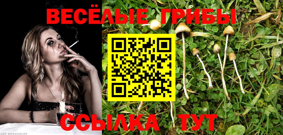 что такое   Псилоцибиновые грибы GOLDEN TEACHER  Выкса  Вход с VPN  Галлюциногенные грибы Psilocybine cubensis 